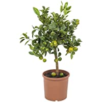 Los mejores  - Planta de fruta de Botanicly – Naranja Calamondín – Altura: 75 cm – Citrus Microcarpa